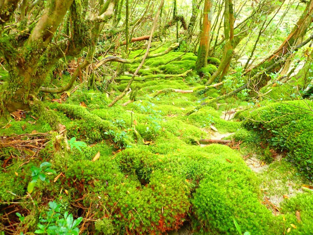 Yakushima Cottage Morino Fairy All Cotage With Open-Air Bath Exterior foto